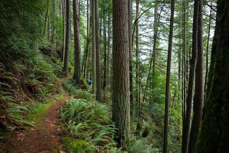 Hikers disappearing into the distance along the Hillside Trail.