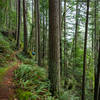 Hikers disappearing into the distance along the Hillside Trail.