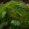 Moss and ferns, what a mix.