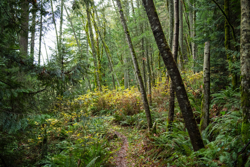 An open section of forest along the Hillside Spur.