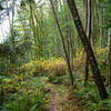 An open section of forest along the Hillside Spur.