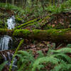 Forest waterfalls dot the Hillside Trail.