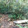 Connection with Tom Miller Trail straight ahead which starts to climb or continue on Jones Gap Trail turning right on log bridge crossing. Last easy water access for couple of miles if doing multi-day hike heading up toward Raven Cliff Falls.