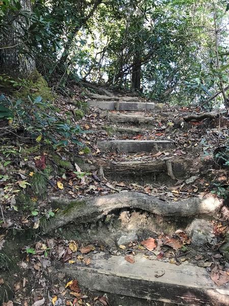 Tom Miller Trail has steep sections with built in stairs or roots to help with the climb and thick underbrush at the beginning.