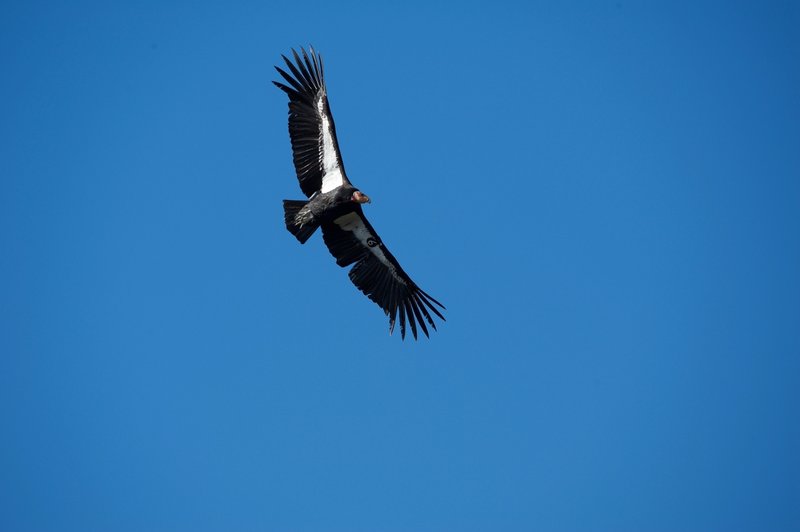 Condor 606 (Black 6) soars above the High Peaks. You can tell it is a condor by the white triangle under the wings instead of the all the feathers being white on the tips.