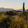 Sonoran Desert