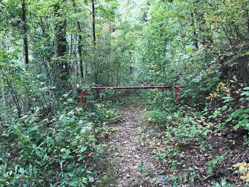 For a couple of miles down hill of Pinnacle Pass Trail in this area is a switch back overgrown old road not used in a long time. Pretty easy walking section of this trail though with some wildflowers growing along road.