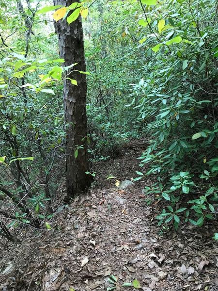 There are parts similar to this, where the trail almost feels overgrown and with a pack on trying to navigate through it, almost feels like it wants to push you towards the edge a steep hill or cliff, depending on the section. Probably needed a machete.