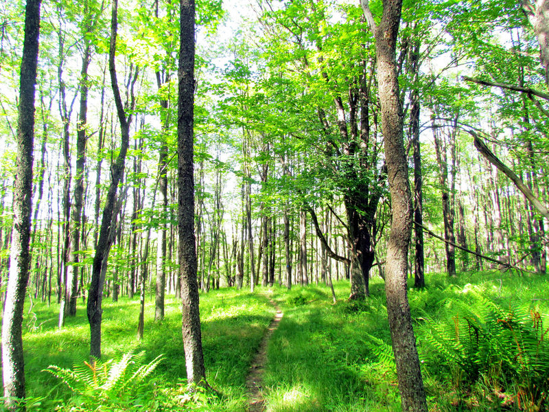 Beautiful hardwood forest at Blackwater Falls State Park.