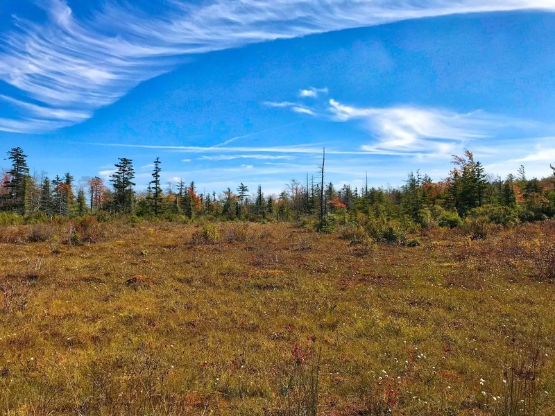 Upper glade on Canaan Loop