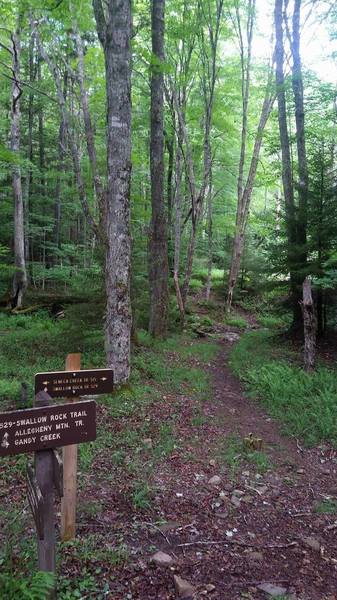 The start of Swallow Rock Trail from Seneca Creek Trail.