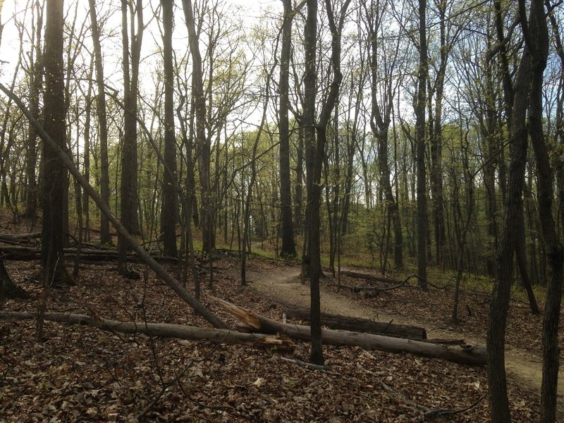 Smooth Twists and Spring Foliage on Rails to River Trail.