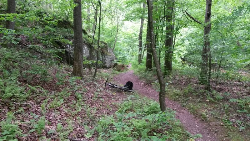 A nice section trail free from any hampering brush.