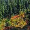 A great fall foliage hike!