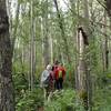 Going through the aspen forest after leaving the outwash plain