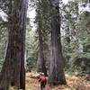 Cedars near Hughes Meadows, Priest Lake area, Idaho