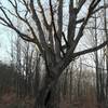 An impressive tree. A child could hide in it! Located along the northern stretch of Grubb Ridge Trail in the Deam Wilderness.