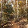 Walking through the Canyon Loop Trail itself.