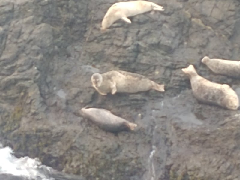 Pack of harbor seals just waking up below me.