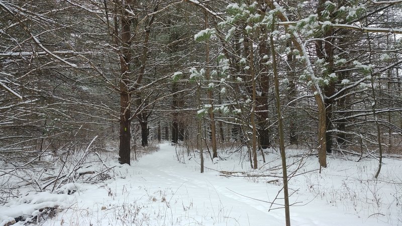 Fresh snowy trail.