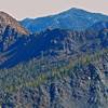 Larches, in the distance, yellow not orange