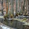 An iced over swamp along the Lake Hopatcong Trail in NJ.