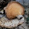 The lowlands along the river provide plenty of edible mushrooms