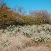 One of the many Yucca fields along the trail. So many birds too!