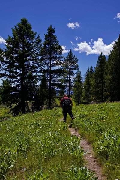 Hiking the Emma Matilda Lake Trail in Grand Teton National Park June 2018