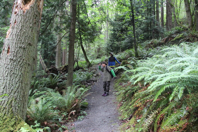 Guemes Mountain Trail