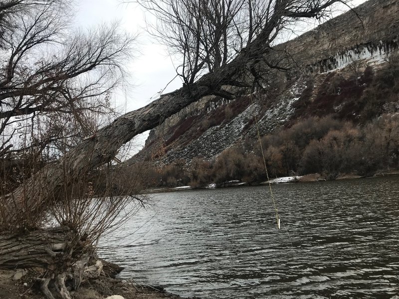 A rope swing hangs from a tree over the Snake River.