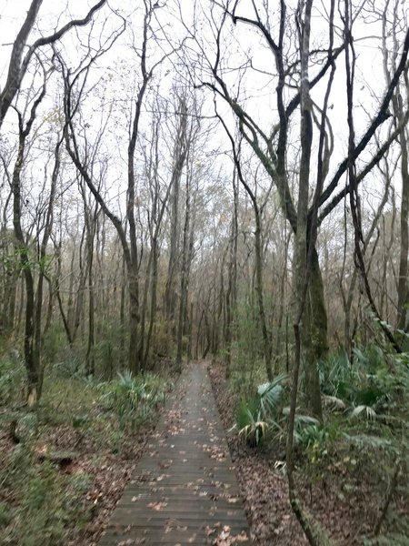 One of the several boardwalks on the Chicot Lake Loop.