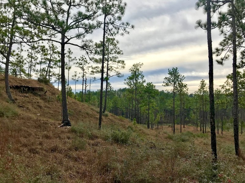 Partial of Turpentine Hills with a rock out cropping