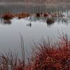 Nothing beats finding a new perspective on an often visited trail in your hometown - Mahlon Dickerson Reservation, NJ