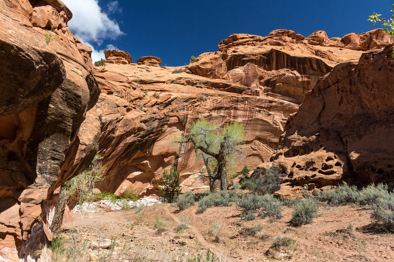 Narrowing canyon walls of Wingate Sandstone