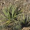 Some Yucca Clinging to the Edge