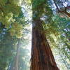 Coastal Redwoods on Meteor Trail