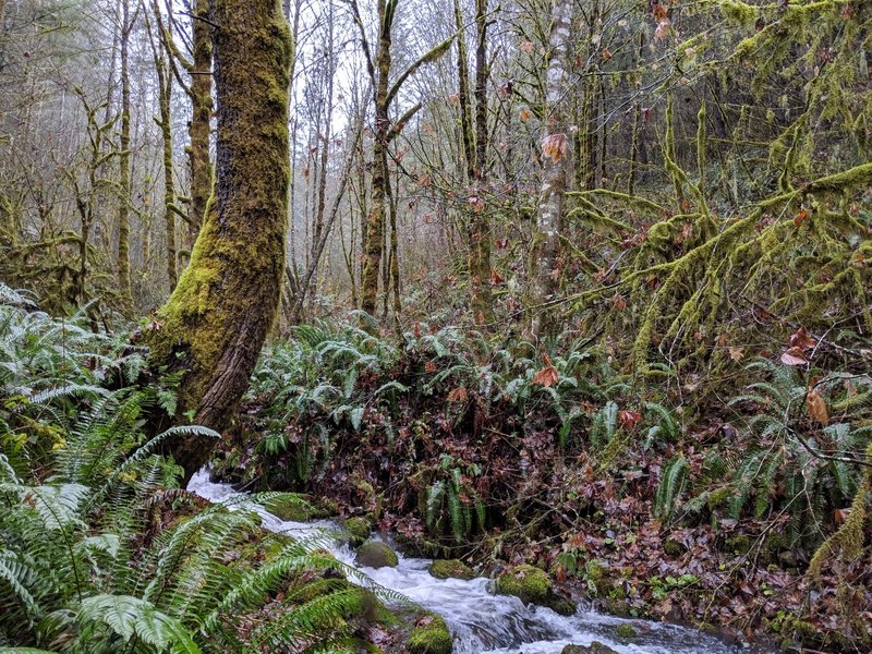 Small unnamed creek in Molalla Trail System