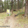 Bison seen near the Rankin Ridge Trailhead