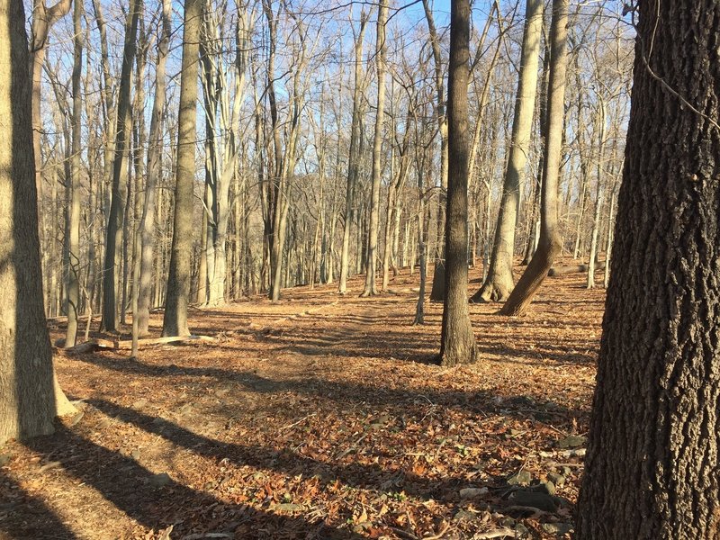 A wooded section of the trail in Marshall Bridge Preserve