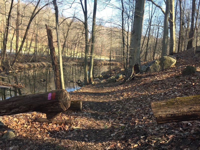 A stream near the trail in Marshall Bridge Preserve