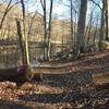 A stream near the trail in Marshall Bridge Preserve