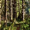 Coastal temperate rainforest along the creek