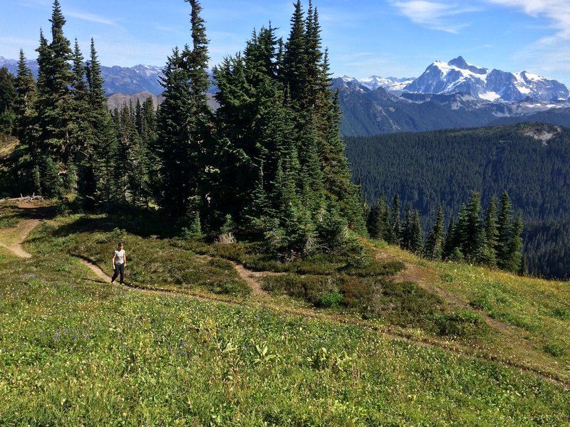 Mt Shuksan from Skyline Divide spur trail