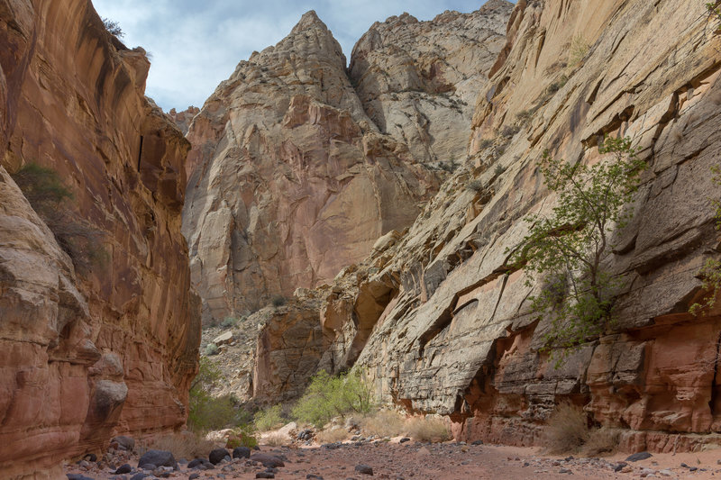 Trees grow out of even the smallest gaps in the Kayenta Sandstone.