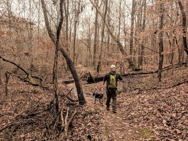 Shoal Creek Trail, approaching wetland crossing.