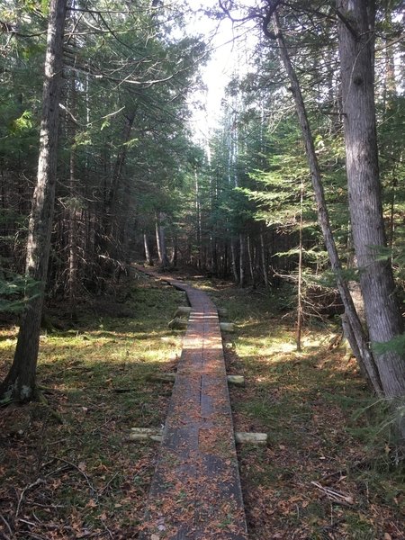 Wood plank bridges elevate a portion of the trail to keep off mossy undergrowth.