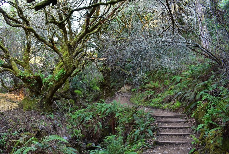 The last set of stairs before Panoramic. Twisty steep drop through the ferns and canyon oaks.