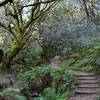 The last set of stairs before Panoramic. Twisty steep drop through the ferns and canyon oaks.