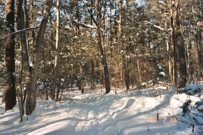 Sugar Bush Loop Trail